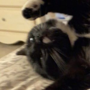 Meet your Posher, Callie